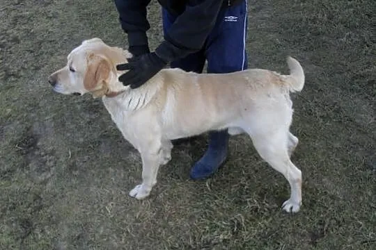 Labrador Reproduktor Krycie Biszkoptowy