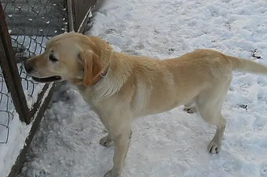 Labrador Reproduktor Krycie Biszkoptowy