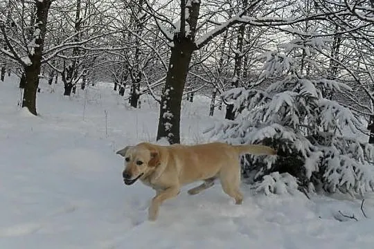 Labrador Reproduktor Krycie Biszkoptowy