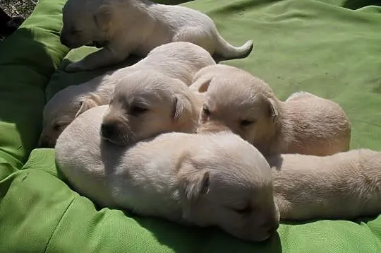 Labrador Reproduktor Krycie Biszkoptowy