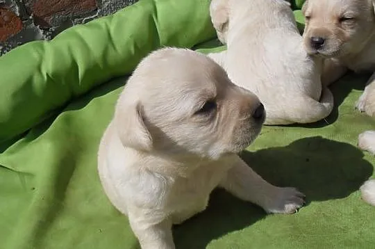 Labrador Reproduktor Krycie Biszkoptowy