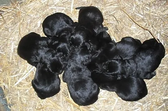 Labrador Reproduktor Krycie Biszkoptowy