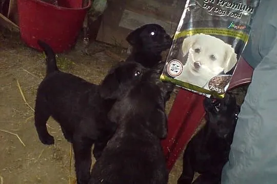 Labrador Reproduktor Krycie Biszkoptowy