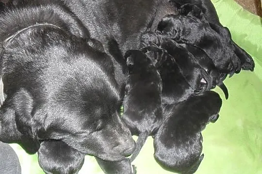 Labrador Reproduktor Krycie Biszkoptowy