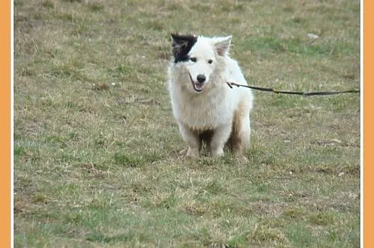 Średni 12 kg psiak PIRAT,przyjazny,kontaktowy_Adopcja_