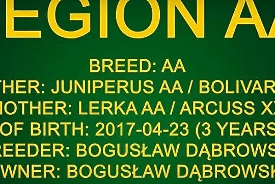Wałach WLKP, , 