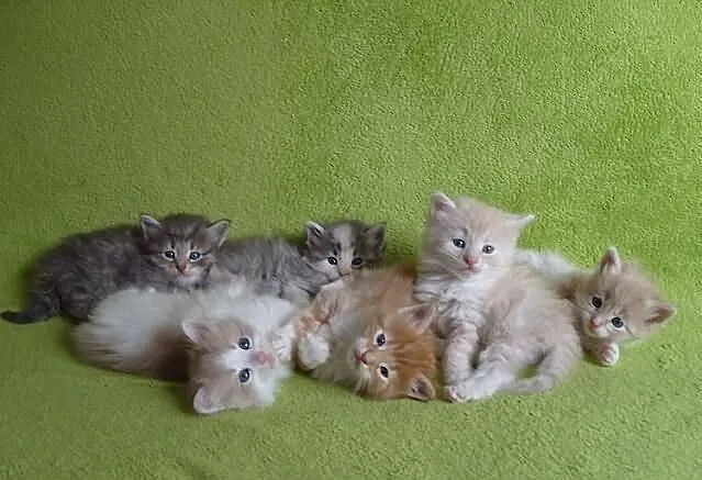 Syberyjski miot