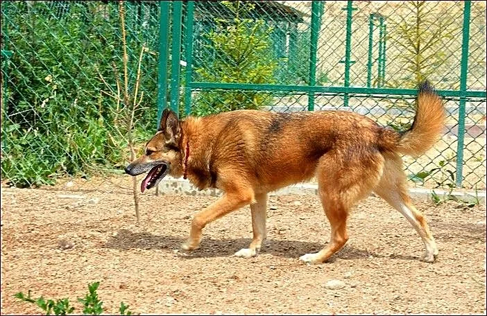 Dragon tropiący :) :)