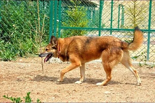 Dragon tropiący :) :)