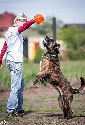 Wesoła i radosna, średniej wielkości suczka Londi do adopcji, Małopolskie, Kraków