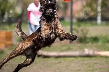 Wesoła i radosna, średniej wielkości suczka Londi do adopcji, Małopolskie, Kraków