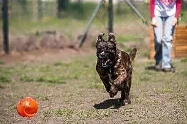 Wesoła i radosna, średniej wielkości suczka Londi do adopcji, Małopolskie, Kraków