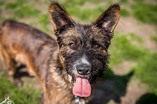 Wesoła i radosna, średniej wielkości suczka Londi do adopcji, Małopolskie, Kraków