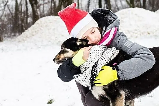 AJSZA-husky-gotowy na wędrówkę w nieznane?, Sosnowiec