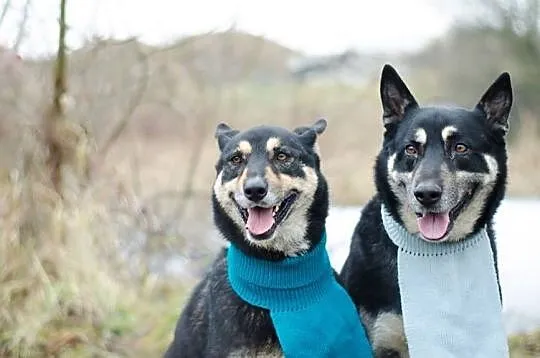 AJSZA-husky-gotowy na wędrówkę w nieznane?, Sosnowiec