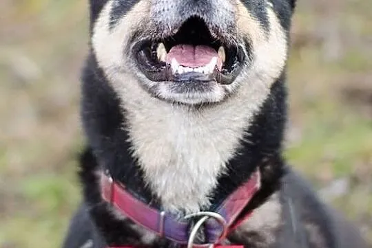 AJSZA-husky-gotowy na wędrówkę w nieznane?, Sosnowiec