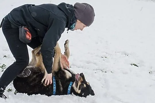 AJSZA-husky-gotowy na wędrówkę w nieznane?, Sosnowiec