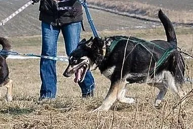 AJSZA-husky-gotowy na wędrówkę w nieznane?, Sosnowiec