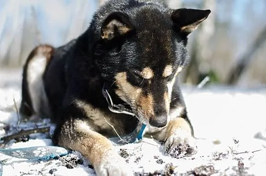 AJSZA-husky-gotowy na wędrówkę w nieznane?, Sosnowiec