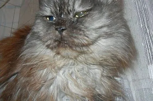 Persiczka Lusia do adopcji,  łódzkie Łódź