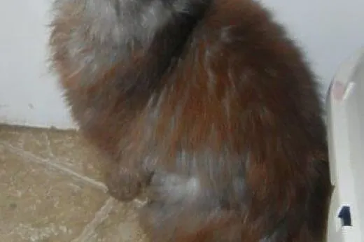Persiczka Lusia do adopcji,  łódzkie Łódź