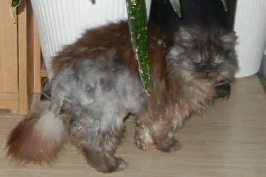 Persiczka Lusia do adopcji,  łódzkie Łódź