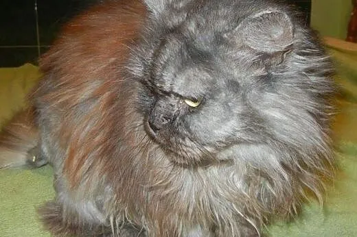 Persiczka Lusia do adopcji,  łódzkie Łódź