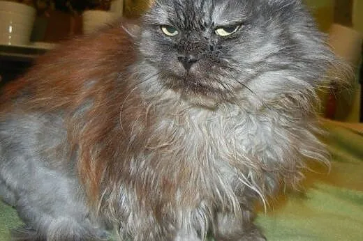 Persiczka Lusia do adopcji,  łódzkie Łódź