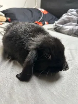 Urocze króliczki mini lop baranki samiec i samiczka