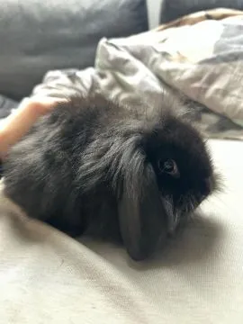 Urocze króliczki mini lop baranki samiec i samiczka, , Śrem