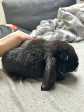 Urocze króliczki mini lop baranki samiec i samiczka, , Śrem