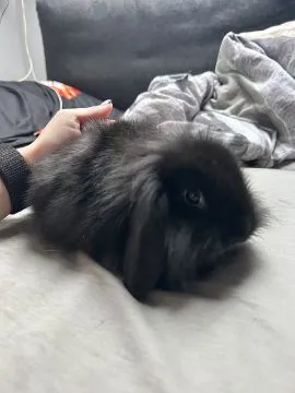 Urocze króliczki mini lop baranki samiec i samiczka, , Śrem