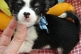 Chihuahua szczenięta mini na sprzedaż.,  podkarpac, Boguchwała