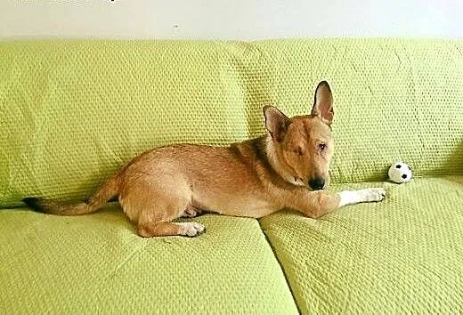 Baścik - mały, smypatyczny, młody - do adopcji, m