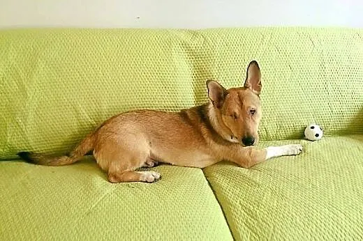 Baścik - mały, smypatyczny, młody - do adopcji,  m