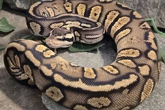 Pyton królewski Stranger pastel het hypo, Mazowieckie, Mazowszany