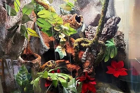 Morelia spilota samiec plus terrarium
