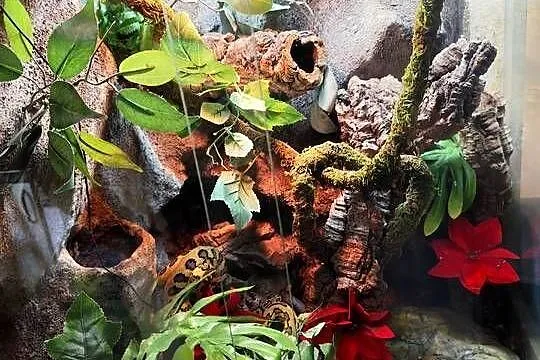 Morelia spilota samiec plus terrarium, Mazowieckie, Pruszków