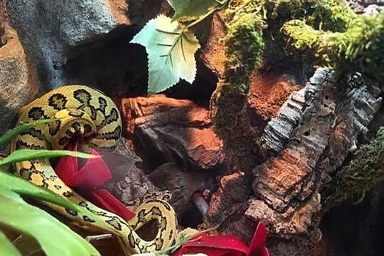 Morelia spilota samiec plus terrarium, Mazowieckie, Pruszków