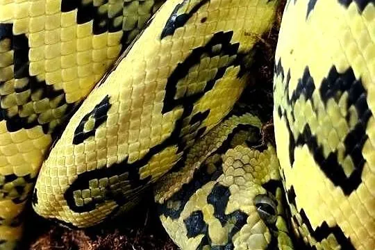 Morelia spilota samiec plus terrarium, Mazowieckie, Pruszków