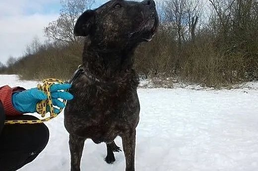 Mirinda, amstaffowata sunia czeka na dom. ,  podla