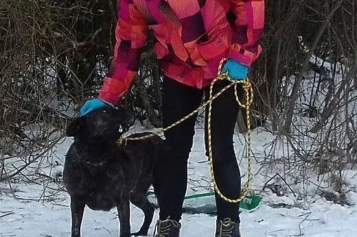 Mirinda, amstaffowata sunia czeka na dom. ,  podla