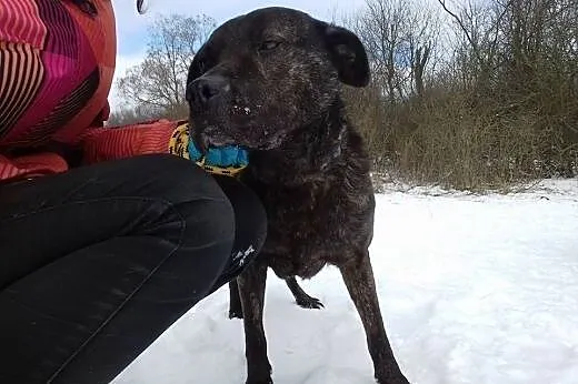 Mirinda, amstaffowata sunia czeka na dom. ,  podla