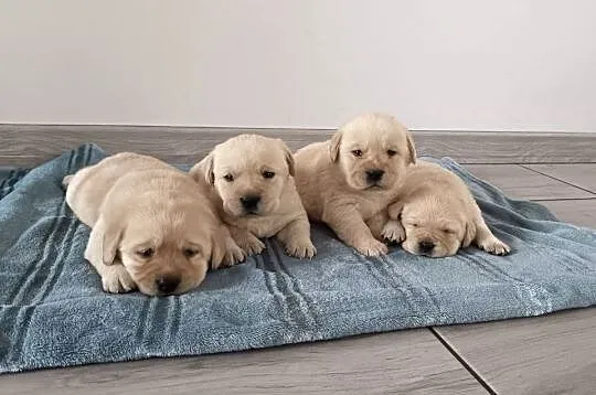 Labrador Retriever