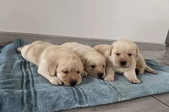 Labrador Retriever, Pomorskie, Miechucino