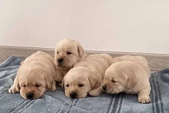 Labrador Retriever, Pomorskie, Miechucino