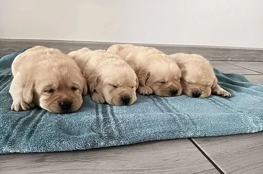 Labrador Retriever, Pomorskie, Miechucino