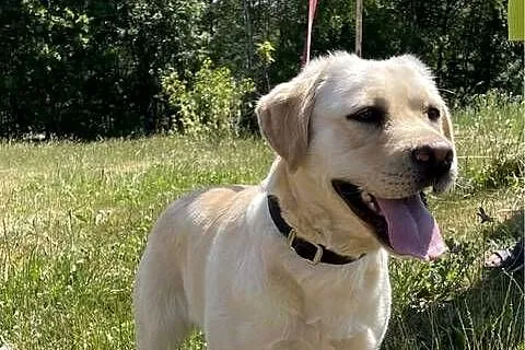 Labrador Retriever, Pomorskie, Miechucino