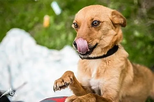 Nieduża, młoda, bystra suczka Pepa do adopcji!,  ś