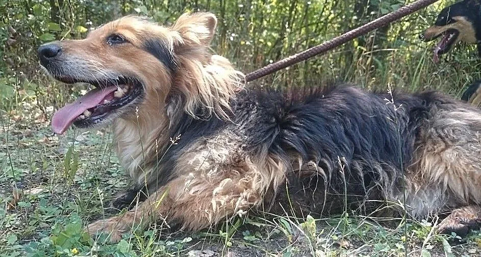Staruszek Ondi szuka domu, Śląskie, Bytom